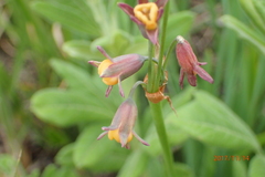 Tulbaghia acutiloba