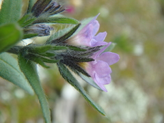 Buglossoides tenuiflora