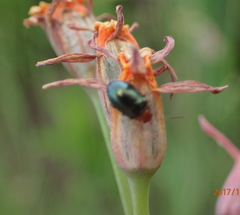 Tulbaghia acutiloba