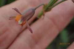Tulbaghia acutiloba