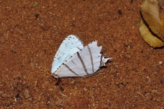 Urapteroides recurvata