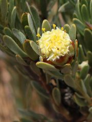 Leucadendron nitidum