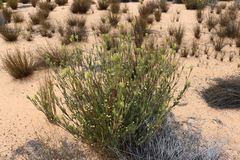 Leucadendron nitidum