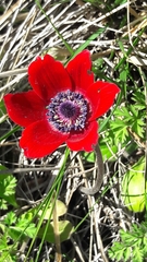 Anemone coronaria
