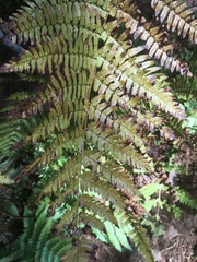 Dryopteris