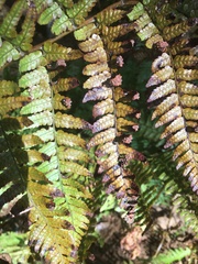 Dryopteris