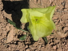 Oenothera howardii