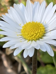 Bellis perennis