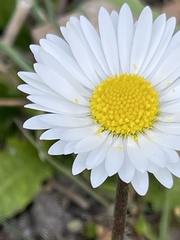 Bellis perennis
