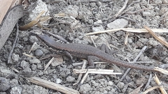 Phoenicolacerta laevis