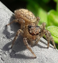 Plexippus paykulli