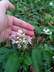 Allium ursinum