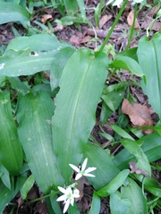 Allium ursinum
