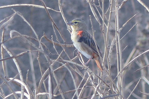 Black-winged Bishop