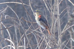 Euplectes hordeaceus