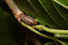 Sorineuchora nigra