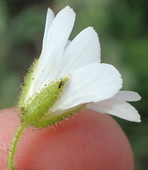 Cerastium arabidis