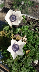 Anemone coronaria