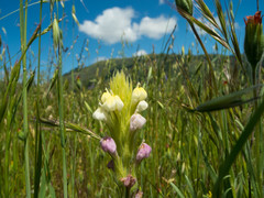 Castilleja rubicundula lithospermoides