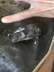 Emballonuridae
