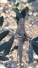 Anacridium aegyptium