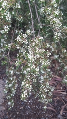 Kunzea leptospermoides
