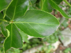 Euonymus japonicus