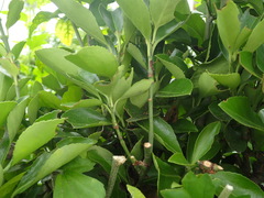 Euonymus japonicus