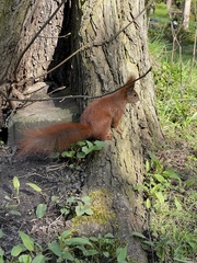 Sciurus vulgaris