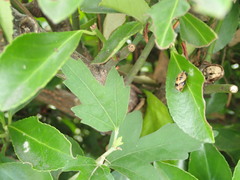 Euonymus japonicus