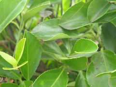 Euonymus japonicus