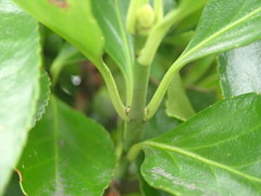 Euonymus japonicus