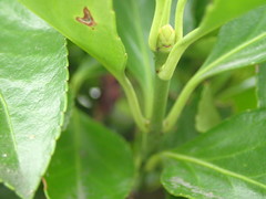 Euonymus japonicus