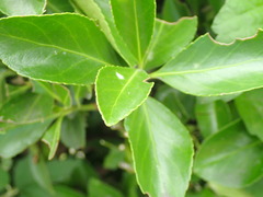 Euonymus japonicus