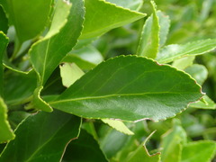 Euonymus japonicus