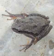 Hyla savignyi