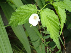 Rhodotypos scandens