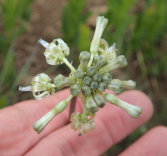 Drimia sphaerocephala