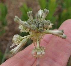 Drimia sphaerocephala