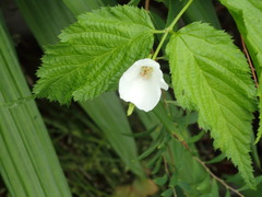 Rhodotypos scandens