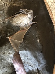 Emballonuridae