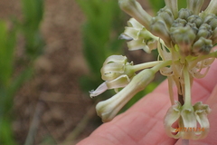 Drimia sphaerocephala