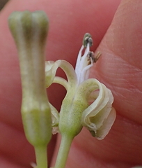 Drimia sphaerocephala