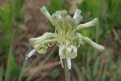 Drimia sphaerocephala
