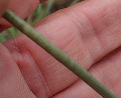 Drimia sphaerocephala