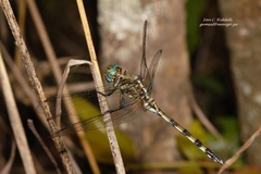 Orthetrum brachiale