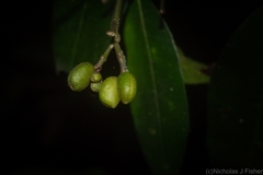 Bouchardatia neurococca