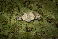 Araeopteron epiphracta