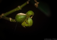 Bouchardatia neurococca