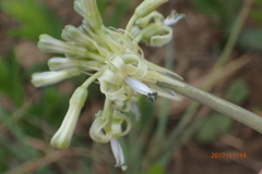 Drimia sphaerocephala